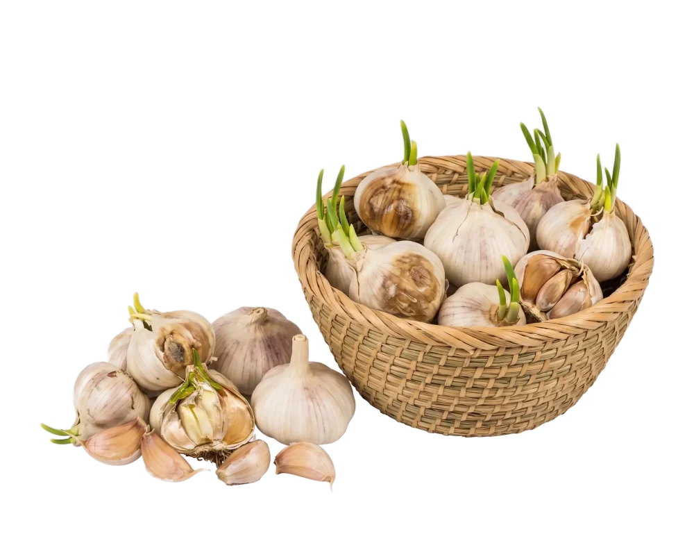 Verderbender Knoblauch