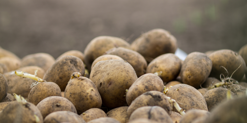 Rok 2024 ve znamení špatné úrody brambor. Proč se brambory letos kazí rychleji?