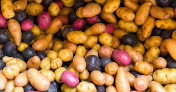 Průvodce světem brambor: Od původu až do kuchyně