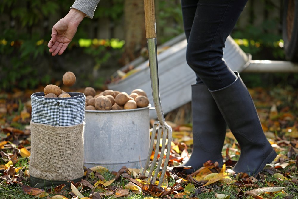 Kalendár zemiakov a sprievodca skladovaním