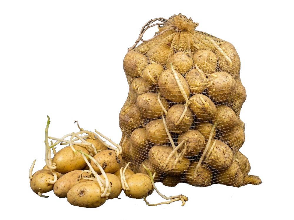 Sprouted potatoes
